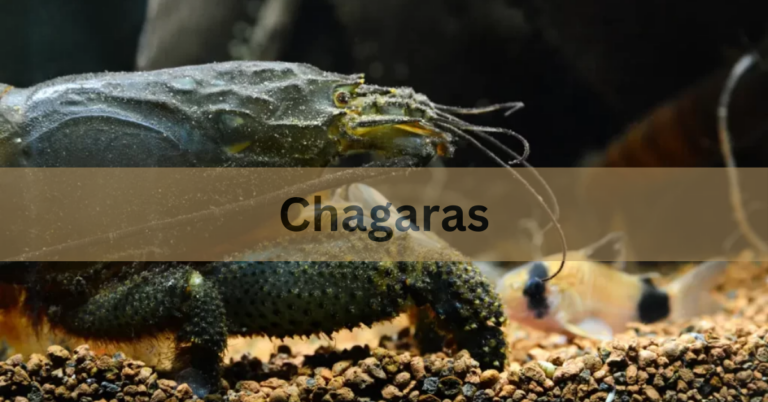 Chagaras –  A Cultural Tapestry In 2024